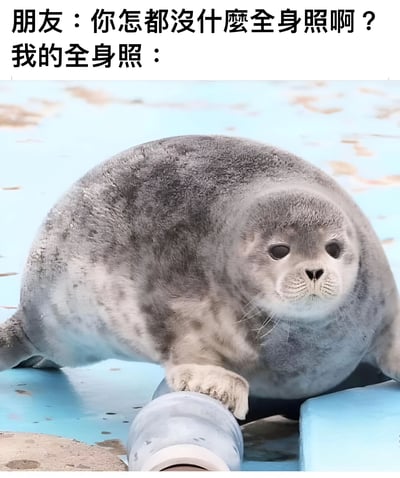 这是一张幽默梗图，上方文字显示朋友问"你怎都没什么全身照啊？"，下方配文"我的全身照："并展示了一只圆胖的海豹趴在地上的照片。图片通过海豹圆润的体型幽默地表达了人们不想展示全身照的心情，用可爱的动物形象进行自嘲，营造出轻松搞笑的氛围。
