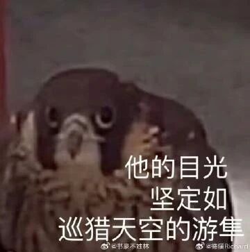 这是一张文字加注的照片改图，属于视觉错位类静态单图。图中两只猛禽因位置重叠形成视觉错觉，看起来像是一只外形怪异的猛禽，前方的鸟睁着圆溜溜的大眼睛，神态呆萌，与图中配文“他的目光坚定如巡猎天空的游隼”形成强烈的反差感，以此制造出搞笑的效果。图片底部带有两个微博用户的水印，分别是位于底部左侧的@书崽不姓林和底部右侧的@德猫Richard。