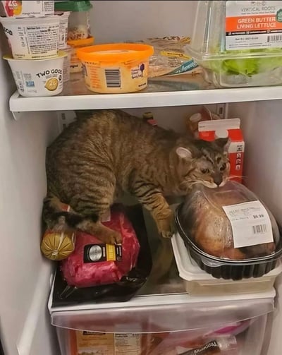 一只虎斑猫偷偷钻进了冰箱，正蹲坐在下层货架上，前爪扒着一个塑料盒，鼻子凑近一盒疑似火鸡或鸡肉的包装，表情专注地嗅闻着。冰箱上层货架摆放着各种食品，包括酸奶杯、黄油生菜和其他冷藏食品。猫咪的身体几乎填满了冰箱下层空间，显得既滑稽又可爱，展现了宠物好奇心驱使下的有趣行为。