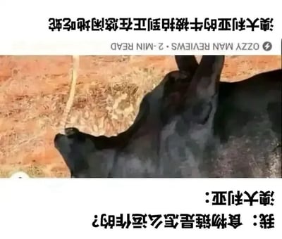 这是一张倒置的图文混排梗图，所有文字内容均为上下颠倒状态。图上方文字标注“澳大利亚的牛被拍到正在悠闲地吃蛇”，下方标注英文来源信息“OZZY MAN REVIEWS · 2-MIN READ”；中间是实拍画面，背景为干旱的黄褐色野外土地，画面中一头牛的嘴部正叼着一条蛇，呈现进食的状态；图下方的文字为“我：食物链是怎么运作的？澳大利亚：”。该梗图利用大众固有认知里牛为食草动物，却出现吃蛇的反常场景制造反差笑点，调侃澳大利亚的生态食物链和大众常规认知存在差异。