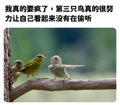 图片上方配有文字“我真的要疯了，第三只鸟真的很努力让自己看起来没有在偷听”，下方是一张自然场景照片：三只鸟站在树枝上，左侧的鸟部分隐藏在树干后，头部微微探出望向中间和右侧的鸟；中间的黄色小鸟与右侧的灰色小鸟面对面，似乎正在对话交流。通过拟人化的文字解读，幽默地将左侧小鸟的姿态描绘成“努力假装没偷听”的样子，形成趣味反差。