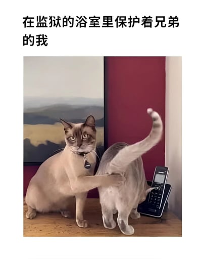 图片上方有文字“在监狱的浴室里保护着兄弟的我”，下方是两只猫的照片。一只暹罗猫表情警惕地用爪子护住另一只背对镜头的浅色猫，旁边放着一部固定电话。图片通过将日常猫咪行为与监狱浴室保护兄弟的严肃场景进行幽默对比，制造出滑稽效果。