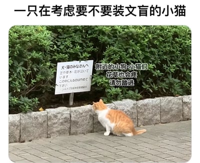图片中一只橘白相间的小猫蹲坐在砖石铺就的地面上，正仰头凝视着立在绿色灌木丛前的告示牌。告示牌上有日文文字，旁边配有中文翻译：'附近的小狗·小猫们 花草也会疼 请勿踏进'。图片顶部有一行幽默的文字：'一只在考虑要不要装文盲的小猫'，将小猫拟人化，仿佛它正在纠结是否要假装看不懂告示牌内容而踏进草丛，营造出诙谐可爱的氛围。