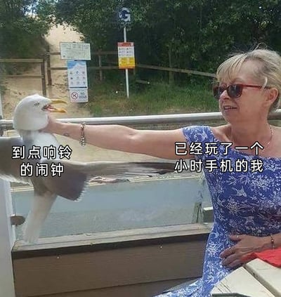 这是一张趣味梗图，用真实的游客与海鸥互动的照片改编。图中张着嘴的海鸥被标注为“到点响铃的闹钟”，仿佛在吵闹催促；伸手按住海鸥、一脸不在意的女士被标注为“已经玩了一个小时手机的我”，生动形象地表现出当代人明明到了该停止玩手机的时间，却无视闹钟、继续沉迷手机的拖延状态，非常贴合日常的生活场景，引发共鸣。