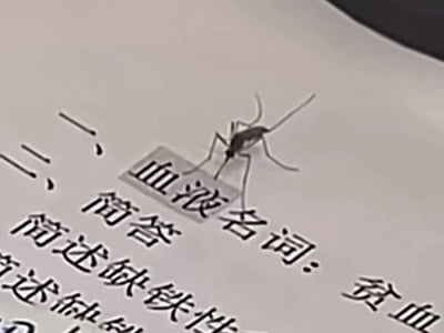 图片展示了一只蚊子停留在印有医学/生物学学习内容的纸张上，纸上可见“血液”“名词”“简答”“简述缺铁性”等文字。蚊子恰好落在“血液”一词附近，形成了“蚊子研究血液”的幽默巧合场景，暗讽学习时被蚊虫打扰的无奈，同时带有轻松搞笑的氛围。