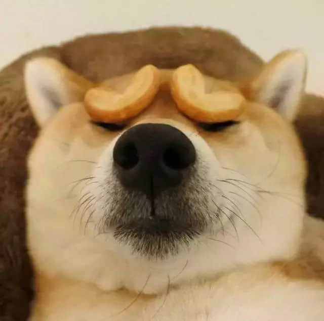柴犬额头放饼干 闭眼享受超治愈