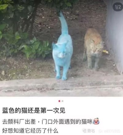 这是一张社交媒体分享的实拍截图，画面展示了户外路边的场景：一只全身沾满蓝色颜料的猫咪，和一只正常的橘色猫咪并排向前行走，蓝色猫咪的特殊外观和旁边正常的橘猫形成强烈视觉反差，十分引人注目。画面下方的配文是发布者的感慨，称自己是在去颜料厂出差时，在厂门口遇到这两只猫咪，这是自己第一次见到蓝色的猫，好奇这只蓝色猫咪到底经历了什么。
