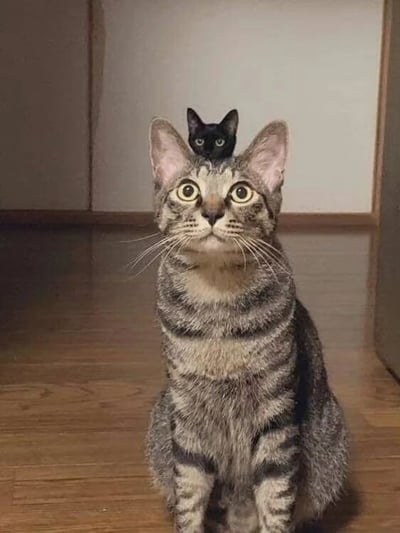 图片中一只虎斑猫正坐在木质地板上，双眼圆睁，表情惊讶地抬头向上看。它的头顶上还站着一只小巧的黑色幼猫，幼猫则直视镜头，眼神平静。背景是简洁的浅色墙壁和木质地板，整体画面充满了萌趣与温馨感，展现了两只猫咪之间有趣的互动瞬间。