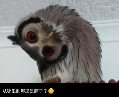 这是一张迪士尼动画《疯狂动物城》里树懒闪电的截图，画面里的闪电有着标志性的大红色圆眼睛，毛发将头部和身体连成一片，视觉上完全分不清脖子的位置。图下方添加了文字“从哪里到哪里是脖子？😳”，用这个角色的身体结构特点制造出搞笑的迷惑感，引发趣味疑问，适合用来表达对模糊边界事物的疑惑，或是单纯玩梗搞笑。