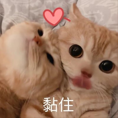 图片中两只橘色猫咪紧紧依偎在一起，毛发柔软蓬松，其中一只猫咪亲昵地舔舐另一只的脸颊。上方有一个粉色爱心贴纸增添温馨氛围，下方配有白色文字“黏住”，生动描绘了猫咪间难舍难分的亲密状态，整体画面充满治愈感和可爱气息。