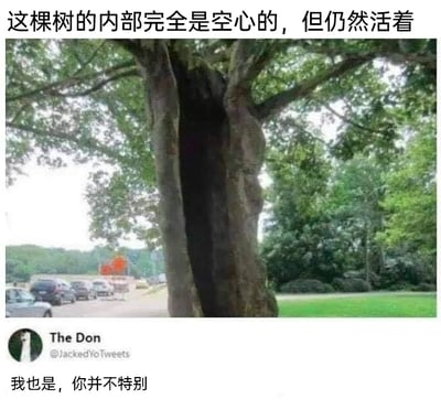 这是一张来自Twitter（X平台）的社交媒体截图，画面分为上下两部分，上半部分是一张户外实拍的树木照片，这棵树的树干内部完全空心，但树冠依然枝叶繁茂，呈现出健康存活的状态，配文标注“这棵树的内部完全是空心的，但仍然活着”，用于描述这一特殊的自然现象；下半部分是平台用户“The Don”（账号@JackedYoTweets）发布的评论，内容为“我也是，你并不特别”，该评论将自身状态与这棵空心树类比，以自嘲的方式表达自己如同这棵树一样“内心空洞但依然维持着生活状态”的感受，属于网络上常见的自嘲式共鸣内容，通过自然现象映射自身情绪，引发网友的情感共鸣。