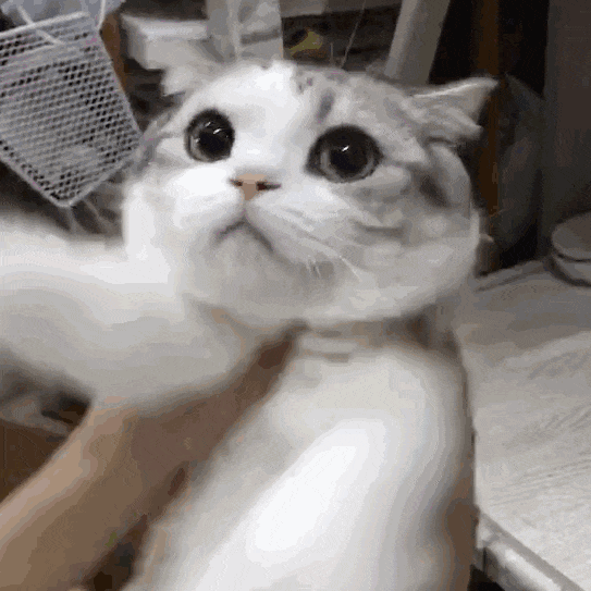 可爱猫咪被摸头时的萌态反应