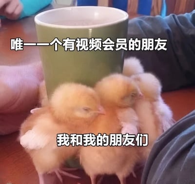 图片中一个绿色杯子被几只毛茸茸的黄色小鸡紧紧围绕，杯子上方配有文字“唯一一个有视频会员的朋友”，小鸡下方配有文字“我和我的朋友们”。通过幽默的比喻，将拥有视频会员的朋友比作杯子，而自己和其他朋友则像依赖杯子的小鸡一样，形象地展现了人们日常生活中依赖朋友共享视频会员的场景，充满调侃和趣味性。