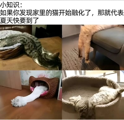 这是一张幽默的猫咪主题梗图，通过四张不同猫咪的照片来表现'猫咪融化'的有趣现象。图片上方配有文字'小知识：如果你发现家里的猫开始融化了，那就代表夏天快要到了'，用拟人化的手法将猫咪在炎热天气下伸展身体、摊平休息的姿势幽默地比喻为'融化'，以此暗示夏季的到来。四张图片分别展示了：1. 一只虎斑猫从篮子里溢出，身体摊在地板上；2. 一只橘猫从沙发边缘垂下，四肢拉长；3. 一只白猫从猫窝里'流'出来，身体呈长条状；4. 一只虎斑猫在容器中完全摊平，像融化的液体一样填满容器。整体风格轻松有趣，展现了猫咪在夏天常见的慵懒姿态。