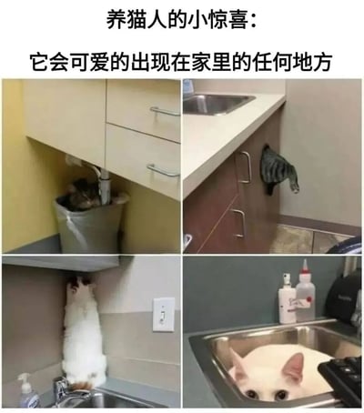 这是一张多图拼接的萌宠类梗图，上方配有文字“养猫人的小惊喜：它会可爱的出现在家里的任何地方”。图片分为四个小格，分别展示了四只猫咪出现在家中不同的意外角落：左上角的虎斑猫躲在橱柜下方的垃圾桶里，只露出脑袋；右上角的灰猫挂在厨房橱柜的把手上，身体悬空；左下角的白猫挤在水龙头后方的狭小空间，前爪搭在水槽边缘；右下角的白猫则整个趴在不锈钢水槽里，眼睛直视镜头。整体通过猫咪们调皮又可爱的藏身之处，幽默展现了养猫过程中“惊喜无处不在”的趣味日常。