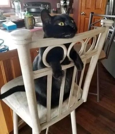 一只黑猫正坐在厨房的白色椅子上，前爪搭在雕花椅背上，身体微微前倾，头部探出椅背外，绿色的眼睛睁得很大，耳朵竖起，表情显得既好奇又警觉。背景中可见木质橱柜、不锈钢咖啡机、玻璃罐等厨房用品，整体场景温馨日常，展现了猫咪在家中悠闲又充满好奇心的瞬间。