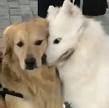图片中两只狗狗亲密依偎，左侧是毛色金黄的金毛犬，右侧是雪白蓬松的萨摩耶犬。萨摩耶将头轻轻靠在金毛的头上，眼神温柔，画面充满治愈感。背景为灰色石墙，简单的环境更凸显两只狗狗的温馨互动。