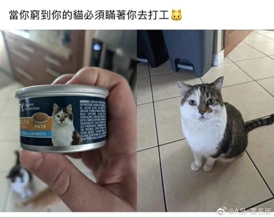 这是一张趣味对比梗图，左侧是一只手拿着的猫粮罐头，罐头上印着一只白棕相间的猫咪；右侧是现实中端坐在瓷砖地面上的同款猫咪，二者的毛色、神态、面部特征几乎完全一致。图片顶部配有文字“当你穷到你的猫必须瞒着你去打工”，以拟人化的方式调侃主人经济拮据，猫咪只能“偷偷代言猫粮罐头”来赚取口粮，猫咪一脸无奈、惊讶的表情更是放大了这种搞笑效果，戳中当代人自嘲打工的情绪点。