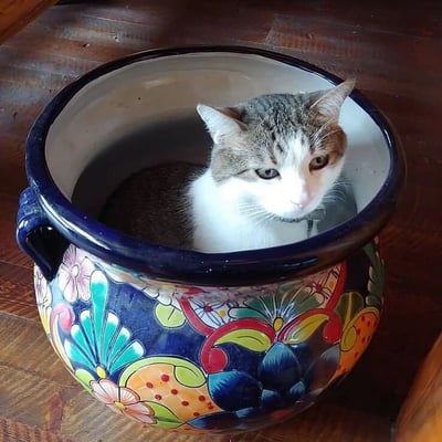 一只灰白相间的猫咪舒适地窝在一个装饰精美的陶罐中。陶罐有着深蓝色的边缘和丰富多彩的花卉图案，包括粉色、绿色、黄色和红色的花朵设计。猫咪的表情平静，正注视着前方，似乎对自己的临时窝感到十分满意。整个场景给人一种温馨、舒适的感觉，展现了宠物与家居环境的和谐画面。