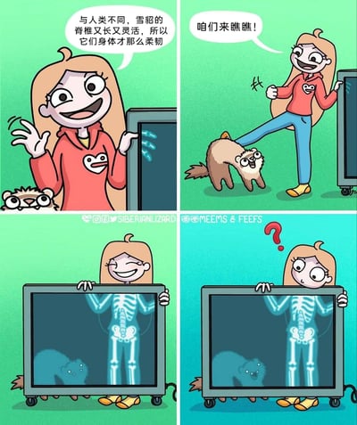 这是一组四格卡通连环漫画，以趣味科普和视觉错位制造笑点。第一格中，穿红色带心形图案卫衣的女孩兴奋地向观众介绍：雪貂的脊椎又长又灵活，所以身体格外柔韧，一旁的雪貂睁着大眼睛好奇地看向镜头；第二格女孩抬起自己的腿，将腿搭在雪貂的身体上方，假装这是雪貂的身体，要展示雪貂的柔韧度，雪貂露出惊讶的表情；第三格女孩笑着展示X光片，片中呈现出女孩的完整骨骼，雪貂在X光片下方，视觉上仿佛雪貂的身体和女孩的腿连在了一起；第四格女孩看到X光片后露出疑惑的表情，原来X光片里只有女孩的完整骨骼，雪貂的身体独立在下方，刚才的“雪貂柔韧展示”只是视觉错觉，这种反差带来了搞笑的效果。