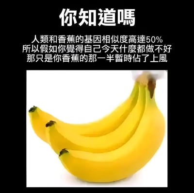 图片上方为黑色背景白色文字，内容为“你知道嗎 人類和香蕉的基因相似度高達50% 所以假如你覺得自己今天什麼都做不好 那只是你香蕉的那一半暫時佔了上風”，下方是一张黄色香蕉的实物照片。整体通过引用人类与香蕉基因相似度的科学事实，以幽默的方式调侃当人状态不佳时，是“香蕉的那一半基因”在起作用，营造轻松搞笑的氛围。
