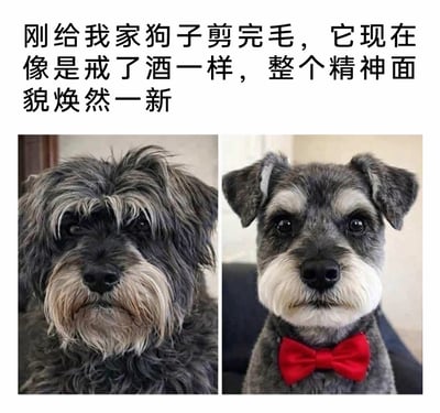 这是一张左右对比的静态图，展示了同一只雪纳瑞犬剪毛前后的巨大反差：左侧是剪毛前的状态，它毛发凌乱蓬松，嘴边毛发泛黄，眼神黯淡，神态颓废，看起来如同醉酒后萎靡不振的模样；右侧是剪毛后的状态，它毛发被修剪得整齐干净，佩戴着红色领结，眼神明亮有神，神态精神十足，整体气质焕然一新。图片上方配文“刚给我家狗子剪完毛，它现在像是戒了酒一样，整个精神面貌焕然一新”，用幽默的比喻调侃狗狗剪毛前后的状态变化，充满趣味，容易引发养宠人士的共鸣。