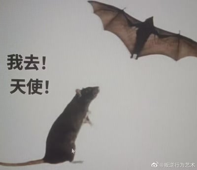 这是一张搞笑合成梗图，画面里一只站立的老鼠抬头仰望着空中飞行的蝙蝠，旁边配文“我去！天使！”。玩了一个错位认知的梗：老鼠将长着翅膀的蝙蝠误认成了带翅膀的天使，用口语化的惊叹语气放大了这种误认的滑稽感，充满戏谑搞笑的氛围。