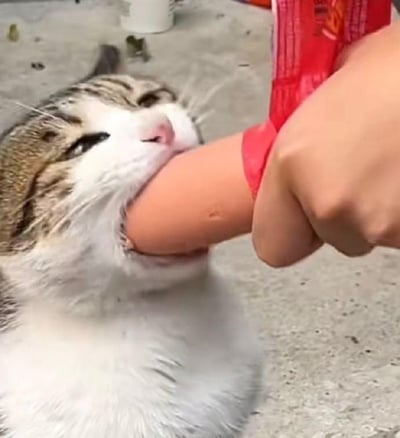 一只虎斑白相间的猫咪正紧紧咬住一根香肠不放，表情看起来十分满足和享受。一只人类的手握着红色包装袋的香肠，猫咪则用嘴牢牢含住香肠的一端，画面充满了生活气息和趣味性。背景是室外的水泥地面，显得比较随意自然。