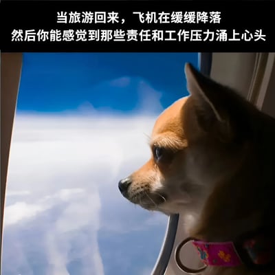 图片中一只戴着粉色花纹项圈的吉娃娃正从飞机窗口向外眺望，窗外是广阔的蓝天和云层。图片顶部配有文字：'当旅游回来，飞机在缓缓降落 然后你能感觉到那些责任和工作压力涌上心头'，生动描绘了人们假期结束返程时，从放松状态回归现实、压力逐渐浮现的真实心情。狗狗平静中略带忧郁的神情与文字内容形成呼应，极具共鸣感。