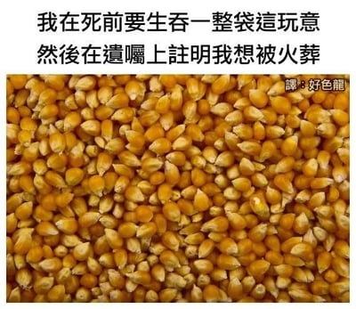 图片上方为黑色文字：“我在死前要生吞一整袋這玩意 然後在遺囑上註明我想被火葬”，下方是铺满画面的黄色玉米粒特写。文字内容通过荒诞的设想制造笑点，暗示生吞玉米粒后火葬可能导致玉米粒受热爆开的滑稽场景。