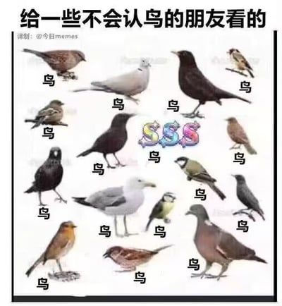 这是一张恶搞的鸟类图片拼图，配文“给一些不会认鸟的朋友看的”，图片里展示了多种不同鸟类，并且所有鸟的下方都标注了一个“鸟”字，完全没有区分每种鸟的品种。甚至图片中央还加了一个彩色S和钱币符号等元素，搞笑意味十足。整张图用极度“敷衍”的方式来应对“认鸟难题”，表现了对不懂鸟类知识的自嘲和“懒得解释”的态度。

该图片有明显的玩梗、戏谑的成分，非常适合社交网络上调侃、吐槽。

中间的'SSS'符号属于无厘头添加，带有网络语'晋升评级'的谐音梗暗示。