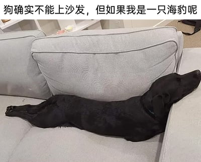 这是一张充满趣味的宠物实拍图，画面主体是一只黑色狗狗，它以模仿海豹的姿势趴在浅灰色沙发上，身体完全舒展，头部搭在沙发扶手上，姿态慵懒放松，看起来十分惬意。图片上方配有文字“狗确实不能上沙发，但如果我是一只海豹呢”，用拟人化的玩梗方式，让狗狗“伪装”成海豹来钻主人定下的“狗不能上沙发”的规则空子，既展现了狗狗的可爱，又通过巧妙的文字制造出幽默搞笑的效果，很容易引发宠物爱好者的共鸣。
