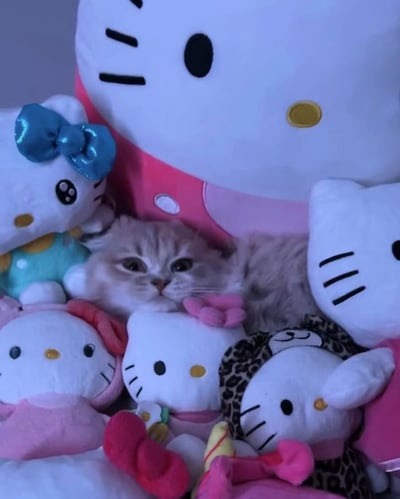 一只毛色浅淡的小猫咪被众多Hello Kitty毛绒玩具紧紧包围着。小猫咪睁着圆溜溜的大眼睛，正直勾勾地盯着镜头，表情看起来有些好奇又带着一丝呆萌。周围的Hello Kitty玩具有大有小，最大的一个穿着粉色衣服，占据了画面上方的主要位置，其他小的Hello Kitty则穿着不同颜色的服饰，有的带着蓝色蝴蝶结，有的穿着豹纹装，还有的系着粉色领结，整体画面充满了可爱温馨的氛围。