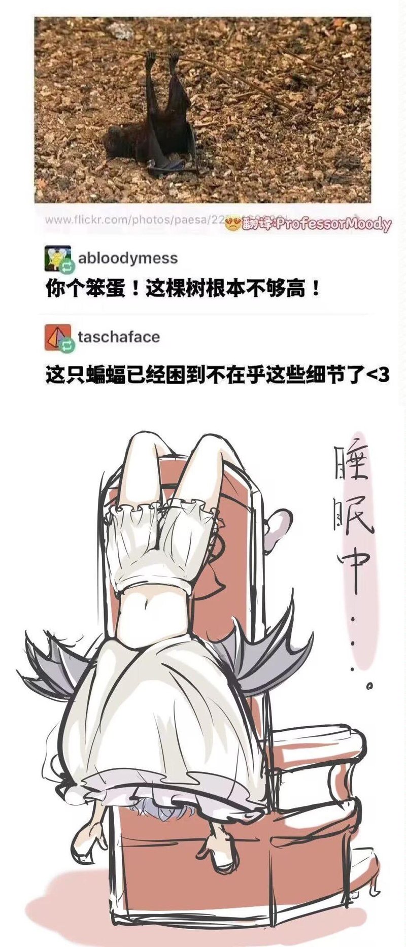 蝙蝠