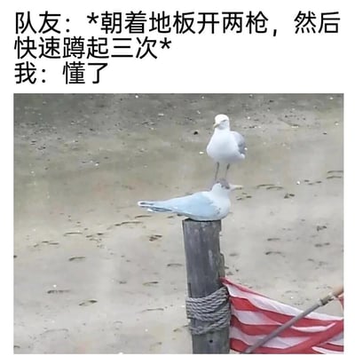 这是一张图文结合的搞笑游戏梗图，上方文字模拟多人射击游戏中队友的指令：“*朝着地板开两枪，然后快速蹲起三次*”，以及“我：懂了”，下方配图是海边场景里的两只海鸥，一只站在木桩顶端，另一只站在这只海鸥的背上，用这个巧合的视觉画面来表现“我”完全误解了队友的指令，将“蹲起三次”的动作离谱地理解成了叠罗汉，制造出荒诞滑稽的效果，精准调侃了游戏中队友间沟通错位、理解偏差的搞笑瞬间。