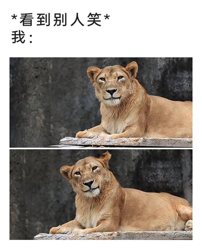 这是一张用来调侃社交场景的表情包，采用图文混排的形式，上方配文“*看到别人笑*我：”，下方是两张上下排列的母狮实拍图。第一张图中母狮趴在石台上，嘴角勉强扯出一个敷衍的微笑；第二张图中母狮歪着头，表情更加敷衍，精准还原了很多人在社交场合中，看到他人发笑但自己并未get到笑点时，只能勉强挤出笑容附和的尴尬、无奈又敷衍的状态，容易引发大众共鸣。
