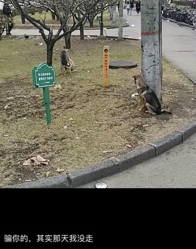 这张图利用视觉错位制造出搞笑的反差场景：画面右侧的柱子旁，两只狗的身体恰好重合，看起来像是一只孤单的狗独自靠着柱子，营造出“被抛下”的落寞感；而画面远处的草地上，另外两只狗正互动玩耍。图下方配文“骗你的，其实那天我没走”，用拟人的方式将错位的画面赋予“以为被留下，结果是误会”的戏精感，形成强烈的搞笑反差。
视觉错位说明：这是典型的巧合视觉错觉，两只狗的身体位置重叠，让观察者产生认知误差，搭配文字进一步强化了这种戏剧性效果。