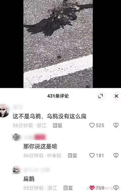 这是一张竖屏的微博评论区截图，画面上方是拍摄于路面的被完全压扁的黑色鸟类尸体，下方是三条网友的互动评论。第一条评论指出“这不是乌鸦，乌鸦没有这么扁”，获得525个点赞；第二条评论追问“那你说这是啥”，获得181个点赞；第三条评论玩谐音梗回复“扁鹊”，利用鸟类被压扁的“扁”的特征，和历史名医“扁鹊”的名字形成谐音笑点，该评论获得了较高的关注度。整个内容通过网友的趣味互动，用谐音梗制造出荒诞搞笑的效果，是典型的网络玩梗内容。