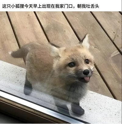 图片中是一只浅棕色的小狐狸，正站在木质地板铺成的家门口。它微微歪头，嘴巴张开，粉色的舌头俏皮地吐出，一双圆溜溜的大眼睛好奇地望向镜头，显得十分可爱。狐狸的毛发蓬松，背景是整齐排列的木质地板，整体画面温馨治愈，充满自然气息。
