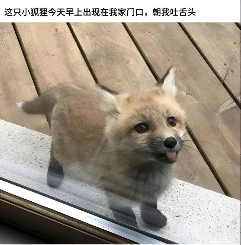 小狐狸