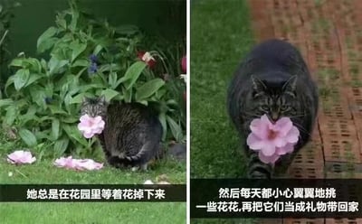 这是一组左右拼接的连环图，记录了一只虎斑猫的暖心行为。左侧画面中，虎斑猫躲在花园的绿植丛里，嘴里叼着一朵粉色的花，身旁的地面上散落着几朵同色落花，配文说明它会在花园里等待花朵掉落；右侧画面里，这只虎斑猫叼着粉色花朵，正走在草地与砖地的交界处，配文表示它会精心挑选落花，把这些花朵当作礼物带回家。整个画面充满了温馨可爱的氛围，展现出小猫细腻又暖心的一面。