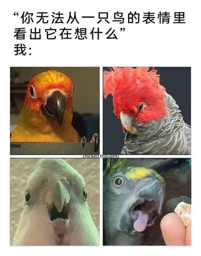 这是一张反差感十足的搞笑表情包，上方配文“你无法从一只鸟的表情里看出它在想什么”，随后用“我：”引出四宫格的鸟类图片。四张图片里的鸟类分别呈现出类似人类的坏笑、嫌弃、震惊、疑惑的拟人化表情，直接打破了配文的说法，通过将鸟类表情拟人化的方式制造幽默效果，让观者觉得这些鸟类的情绪一目了然，图片底部中间带有“chicken thoughts”的水印。