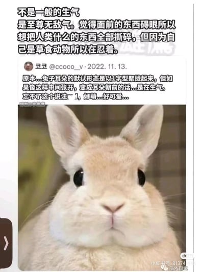 这是一张图文混排的萌宠内容图，顶部用拟人化的文字描述了兔子的愤怒情绪：“不是一般的生气，是至尊无敌气。觉得面前的东西碍眼所以想把人类什么的东西全部撕碎，但因为自己是草食动物所以在忍着”；中间是推特用户ccoco__v于2022年11月13日发布的科普内容，说明兔子耳朵默认呈1字型聚拢，当耳朵朝前张开时代表兔子正在生气，发布者也表达了觉得这种状态的兔子很萌的感受；下方是一只浅米色小兔子的照片，它的耳朵朝前张开，圆滚滚的脸蛋搭配直视镜头的圆眼睛，看起来既严肃又可爱，和文字描述的愤怒情绪形成反差萌。图片右下角带有小红书平台的水印，显示了传播账号和编号。