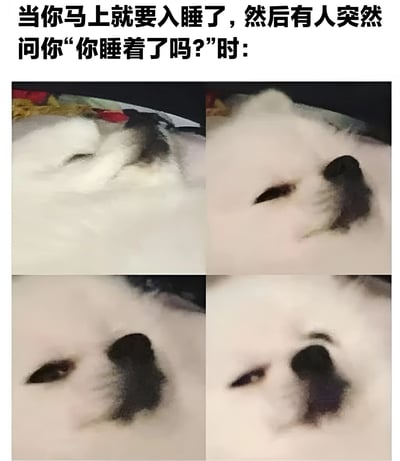 图片上方配有文字“当你马上就要入睡了，然后有人突然问你‘你睡着了吗？’时：”，下方是2x2网格排列的四张白色 fluffy 狗狗照片，生动展现了被打扰睡眠的全过程：第一张狗狗双眼紧闭、安详入睡；第二张耳朵微竖、眼睛半睁，似被惊醒；第三张眼睛睁大、表情略显烦躁；第四张完全清醒、眼神无奈，幽默还原了人们即将入睡却被打扰的真实情绪。