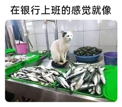 这是一张职场吐槽类梗图，图片顶部配有文字“在银行上班的感觉就像”，主体画面是一只白黑相间的猫，安静坐在堆满鲜鱼的水产操作台中间，它的表情恹恹的，对周围触手可及的大量鲜鱼毫无兴致。该图用猫天天守着鱼却失去兴趣的状态，比喻银行工作人员每日与钱打交道，却因工作的枯燥产生职业倦怠，对钱失去了新鲜感，以此引发职场人的共鸣，吐槽银行工作的乏味。