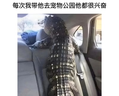 这张梗图展示了一只鳄鱼坐在汽车后座，身体前倾，似乎非常兴奋地看向窗外。图片上方配有文字'每次我带他去宠物公园他都很兴奋'，通过将鳄鱼这种非传统宠物与宠物公园的场景结合，制造出幽默效果，因为鳄鱼通常不会被当作宠物带去宠物公园，这种反差感引发笑点。