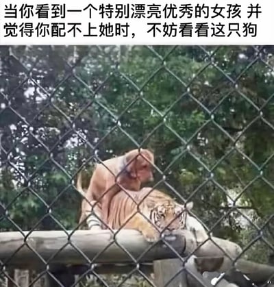 图片上方配有文字“当你看到一个特别漂亮优秀的女孩 并觉得你配不上她时，不妨看看这只狗”，下方是一张实拍图：一只猴子大胆地站在一只趴卧的老虎背上，背景是茂密的绿树，前景有铁丝网围栏。整体通过动物间的反差场景，以幽默方式鼓励人们在面对优秀对象时保持自信，不要过度自我贬低。