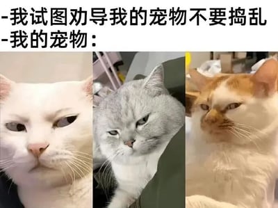 图片上方有两行文字：“我试图劝导我的宠物不要捣乱”和“我的宠物：”，下方并排放置三张猫咪的特写照片。三只猫咪分别呈现出不同程度的冷漠、不屑表情，仿佛对主人的劝导毫不在意，形成幽默的对比效果，生动展现了宠物不听从指令时的调皮状态。