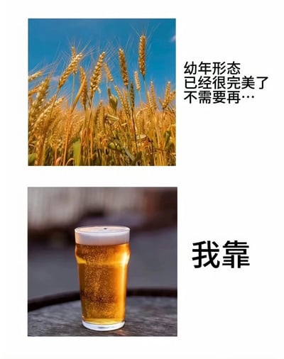 整张图为上下结构的对比梗图，上方配图是晴朗蓝天背景下的成熟金色麦田，右侧配文“幼年形态 已经很完美了 不需要再…”，给人一种小麦本身就足够好无需加工的预期；下方配图是一杯放置在桌面上、带有丰富泡沫的金黄色啤酒，右侧配文粗体的“我靠”，用强烈的反差制造笑点，调侃小麦的最终加工形态是啤酒，打破了上文的预期，趣味十足。