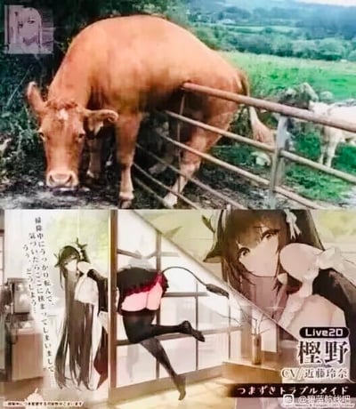 这是一张上下拼接的玩梗图，上方是现实拍摄的黄牛照片，牛的身体卡在栏杆上方，头部和前腿在栏杆外侧，视觉上形成了类似“穿着黑丝的下半身”的错位效果；下方是手游《碧蓝航线》中角色樫野（玩家俗称“牛牛”）的Live2D互动画面，包含角色倒挂露出黑丝腿部的场景，以及角色的日文台词“打扫的时候不小心摔倒，从尾巴那里挂住了……”。
这张图利用视觉错位的巧合，结合樫野的玩家昵称“牛牛”，将现实动物照片和游戏角色画面结合，制造出两者下半身视觉相似的双重搞笑联想。